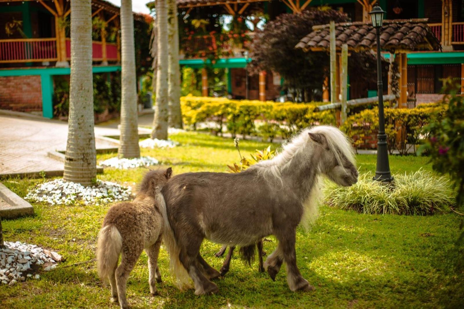 Finca Hotel El Diamante Calarcá Eksteriør billede