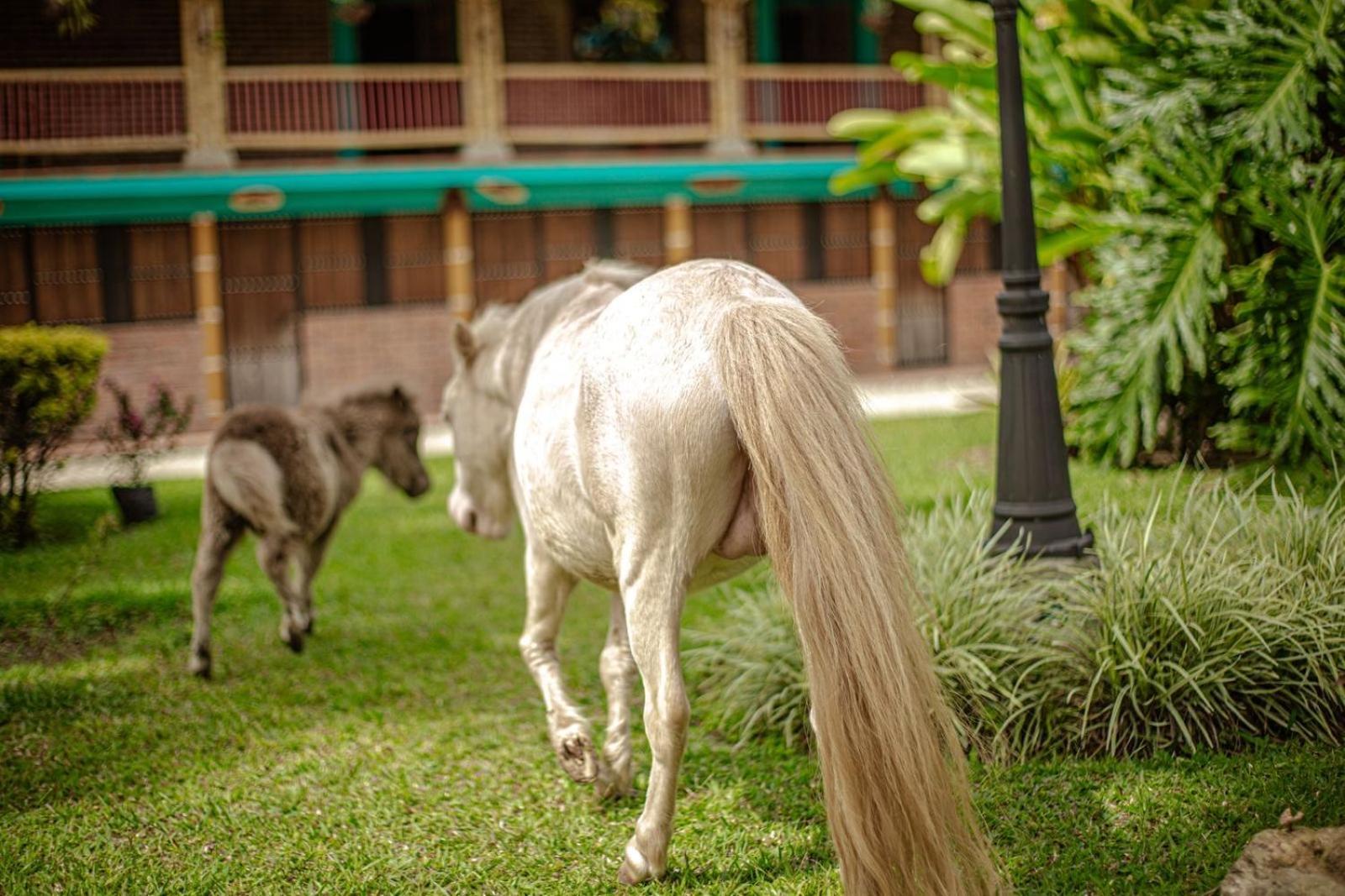 Finca Hotel El Diamante Calarcá Eksteriør billede